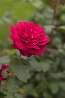 Rosa 'Grafin Diana' rose