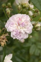 Rosa 'Romantic Siluetta' rose