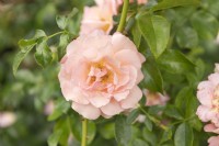 Rosa 'Aprikola' rose