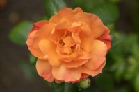 Rosa 'Fellowship' rose