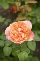 Rosa 'Mademoiselle Meilland' rose