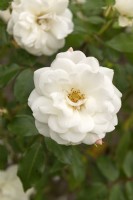Rosa 'Schneewittchen' rose