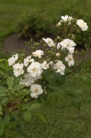 Rosa 'Hedi Grimm' rose