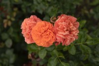 Rosa 'Orangerie' rose