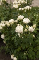 Rosa 'Creme Chantilly' rose