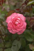 Rosa 'Eliza' rose