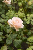 Rosa 'Johann Strauss' rose