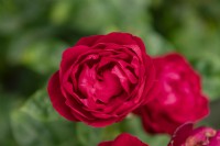 Rosa 'Ascot' rose
