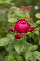 Rosa 'Ascot' rose
