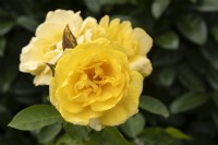Rosa 'Carte d'Or' rose