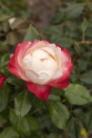 Rosa 'Nostalgie' rose