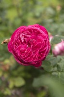 Rosa 'Freifrau Caroline' rose