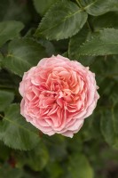Rosa 'Amorosa' rose