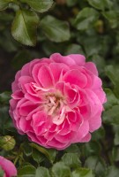 Rosa 'Gipsy Farbfestival' rose