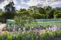 A border of Dodsworth irises in May