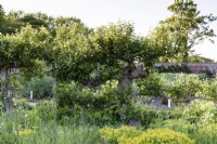 Old apple tree in the walled kitchen garden at Doddington Hall in May