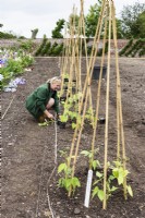 Planting runner beans around cane wigwams in the walled kitchen garden at Doddington Hall in May