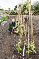 Professional gardener planting runner beans around cane wigwams in the walled kitchen garden at Doddington Hall in May