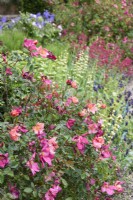 Rosa x odorata 'Mutabilis' in May
