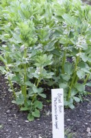 Broad bean 'Masterpiece Green Longpod' with label in May