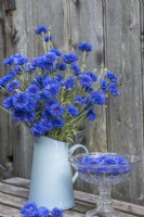 Centurea cyanus in blue enamel jug and glass bowl of floating flowers
