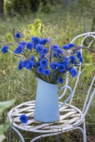 Centurea cyanus - Cornflowers arranged with wild grasses in blue enamel jug on chair