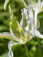 Tulipa viridiflora 'Greenstar'