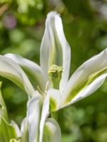 Tulipa viridiflora 'Greenstar'