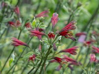 Alstroemeria psittacina 'Variegata' flowerng in August