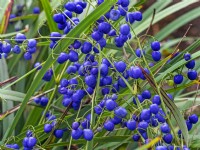 Dianella tasmanica Tasman flax-lily blue berries August 