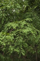 Metasequoia glyptostroboides, dawn redwood