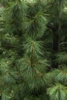 Pinus peuce, Macedonian pine