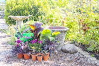 Canna 'Red Velvet', Ipomoea 'Sweet Caroline' bronze and purple, Osteospermum 3D Purple, Zantedeschia, Canna 'Cleopatra', Dahlia 'Bishops Children' seedlings, large container and compost laid out on the ground