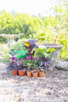 Canna 'Red Velvet', Ipomoea 'Sweet Caroline' bronze and purple, Osteospermum 3D Purple, Zantedeschia, Canna 'Cleopatra', Dahlia 'Bishops Children' seedlings, large container and compost laid out on the ground