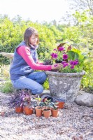 Woman planting osteospermums in large container