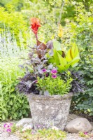 Large tropical container planted with Canna 'Red Velvet', Ipomoea 'Sweet Caroline' bronze and purple, Osteospermum 3D Purple, Zantedeschia, Canna 'Cleopatra', Dahlia 'Bishops Children'