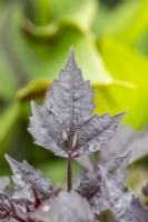Dahlia leaves
