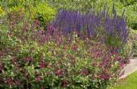 Salvia microphylla and Salvia nemerosa 'Caradonna' in the double borders at Newby Hall Gardens. 