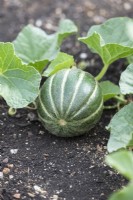 Cucumis melo 'Novo ex mihal romania' - Cantaloupe melon