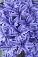 Hyacinthus orientalis  'Blue Jacket'  Hyacinth  April

