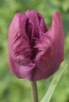 Tulipa  'Parrot Prince'  Tulip  Parrot Group  March

