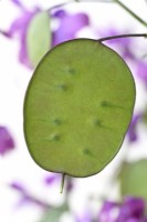 Lunaria annua  Honesty seed pod  May