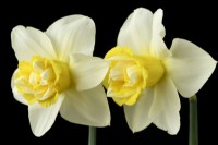 Narcissus  'Popeye'  Daffodil  Div 4  Double  April