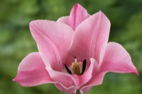 Tulipa  'Miss Elegance' Tulip  Triumph Group  April
