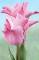 Tulipa  'Miss Elegance' Tulip  Triumph Group  April
