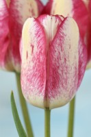 Tulipa  'Moulin Rouge'  Tulip  Triumph Group  April