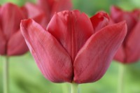 Tulipa  'Pallada'  Tulip  Triumph Group  April
