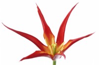 Tulipa  'Go Go Red'  Tulip  Lily-flowered Group  April