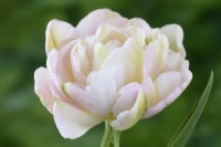 Tulipa  'Finola'  Tulip  Colour darkens with age  Double Late Group  April
