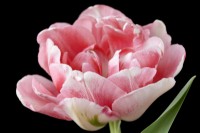 Tulipa  'Finola'  Tulip  Colour darkens with age  Double Late Group  May
